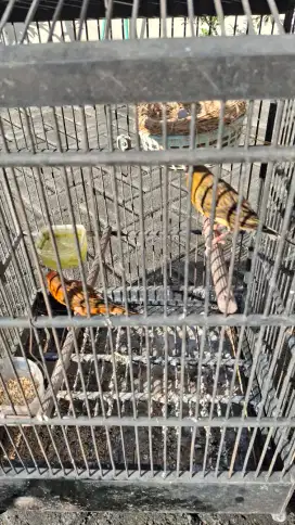 Kenari Sepasang Indukan Lokal Kondisi Bertelur & Sangkar