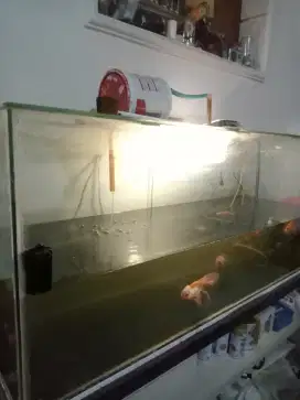 Aquarium besar ikan air tawar/laut