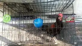 Ayam Bekisar Klungu merah hitam mengkilap