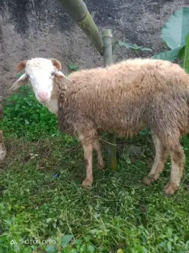 Jual hewan qurban