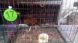 Ayam Bekisar muda
