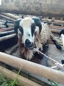 Bismillah Jual Hewan Qurban Berkah dan Aman
