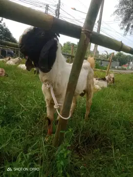 Jual hewan qurban
