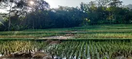 Di jual CEPAT sawah Produktif