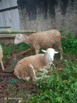 Jual hewan qurban