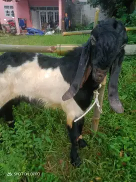 Jual hewan qurban