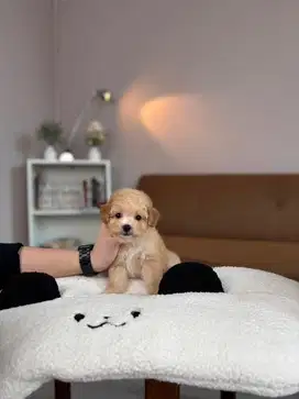 CARI ART/KENNEL BOY LELAKI MENGINAP PENYAYANG DOGGIE