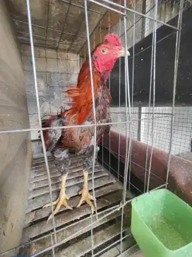 Ayam jago bangkok istimewa