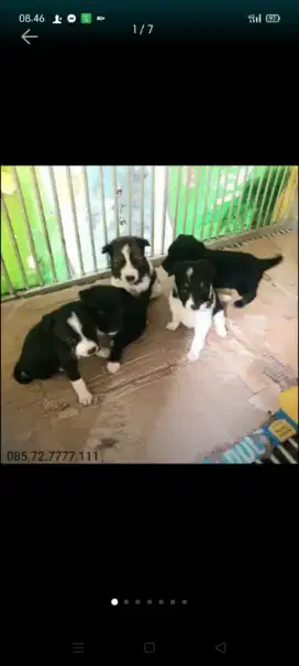 Anjing Mongrel / anjing kampung . Anak