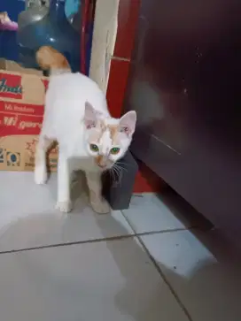 kitten domestic jantan 4 bulan