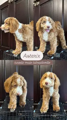 Labradoodle F1B Labrador Mix Poodle