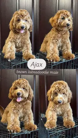 Labradoodle F1B Labrador Mix Poodle