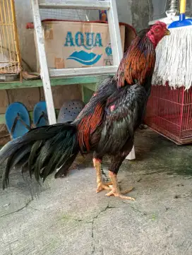 Ayam bangkok Silangan ukuran 4,5
