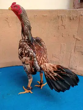 Ayam bulbi (jantan bulu betina) ori