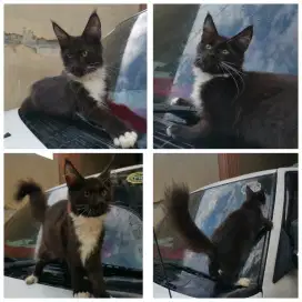 Mainecoon pure si Black Jantan