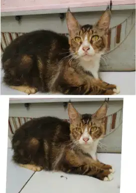 Mainecoon pure Indukan Betina