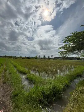 Dijual Sawah Produktif Siap Panen – Lokasi Strategis!