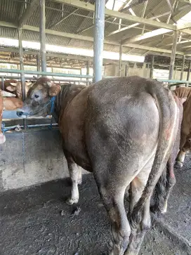 Sapi Qurban Jenis Pegon