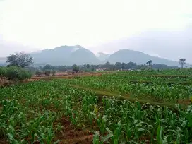 TANAH MATANG PINGGIR JALAN UNTUK GUDANG PABRIK