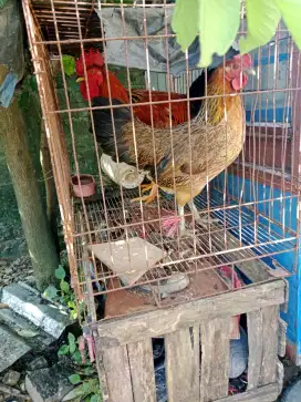 Ayam kampung sepasang
