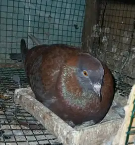 merpati burung dara betina trah