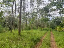 Tanah kebun Rancakalong sumedang lt 4 Ha, murah