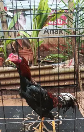 ayam pakhoy silang bangkok umur 4-5 bulan