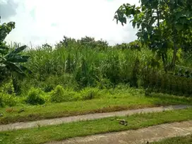 Tanah zona merah di kawasan industri Saren Kalijambe Sragen