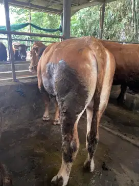 Sapi Qurban Jenis Simental