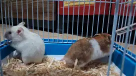 Jual Cepat Hamster Syirian