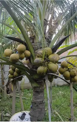 Jual Buah Kelapa Kopyor dari Kebun Sendiri