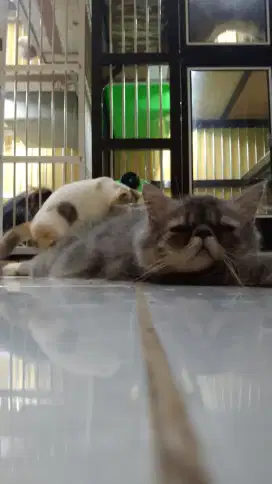Kucing Persia Peaknose Jantan Abu Vaksin