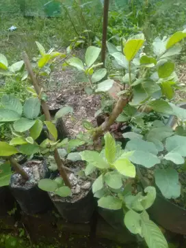 Bibit jambu kristal putih (cangkok, tambulapot)