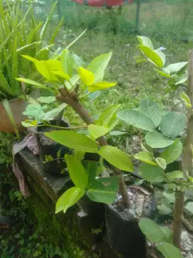 Bibit jambu citra jumbo (cangkok, tambulapot)