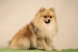 Minipom stambum microchip