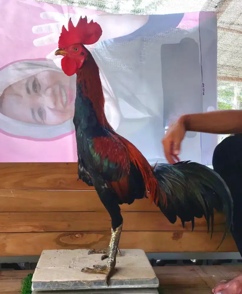 Ayam bangkok jogjakarta