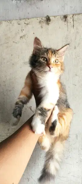 Kitten persia medium 3 bulan