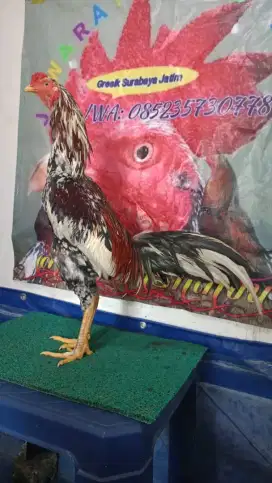 Ayam Jago BK Selatan Classic (1X Win) ARJUNA