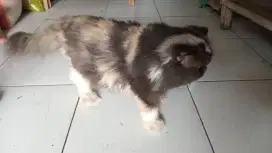 Persia langka, jantan calico umur 1 thn an,untuk yang menger