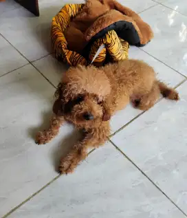 ANJING POODLE TERMURAH SERTIFIKAT STB VAKSIN KOMPLIT ( PINTAR&PENURUT)