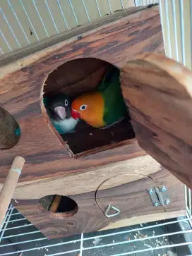 Burung Lovebird sepasang siap bertelur