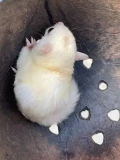 Sugar glider joey leucistic betina