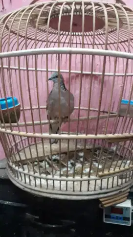 tekukur dah bunyi jual cepat murah sana sangkar