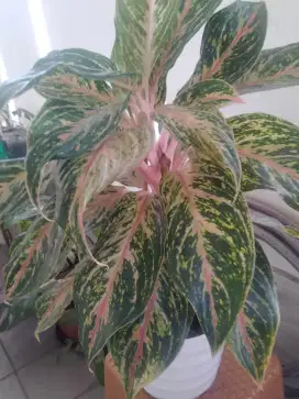 Tanaman pot Aglonema