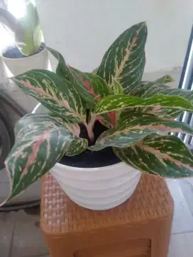 Tanaman Pot Aglonema