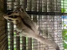 Sugar glider wf white face betina produktif