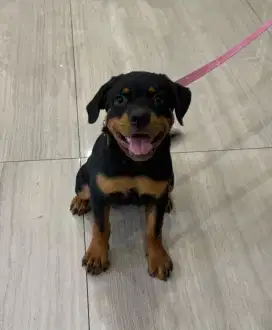 Dijual Satu Puppy Betina Rottweiler