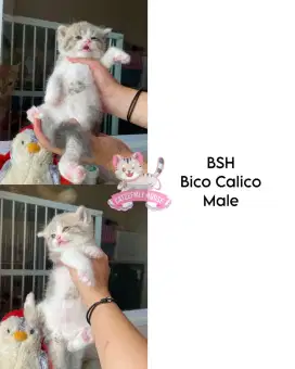 Kucing BSH Calico