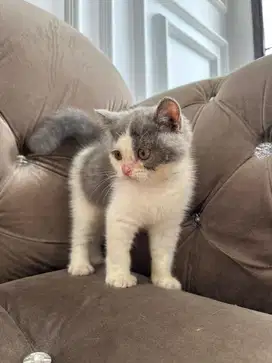 BSH British shorthair bicolour betina Line ped