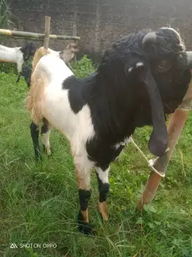 Jual hewan qurban